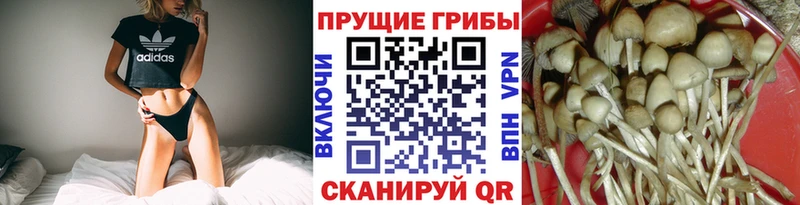 Купить  Новоаннинский  Псилоцибиновые грибы MAGIC MUSHROOMS 
